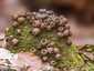 Körtealakú pöfeteg (Lycoperdon pyriforme), Visegrádi-hegység